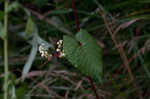 Fringed black bindweed